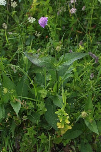 Knautie arvensis 4