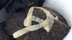 Cestoda