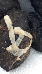 Cestoda
