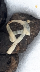 Cestoda