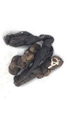 Cestoda