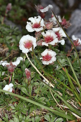 Potentilla clusiana