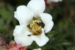 Potentilla clusiana