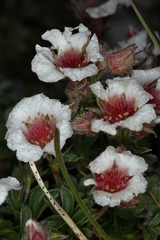 Potentilla clusiana