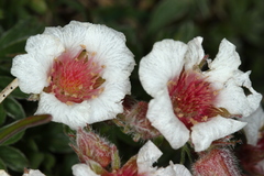 Potentilla clusiana