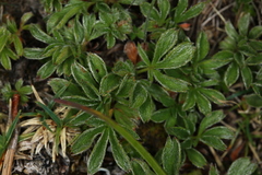 Potentilla clusiana