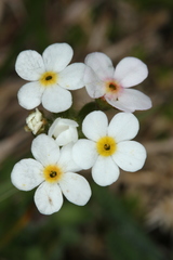 Androsace chamaejasme