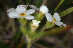 Androsace chamaejasme