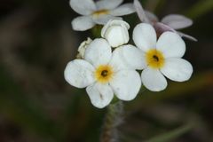 Androsace chamaejasme