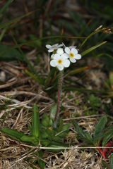 Androsace chamaejasme