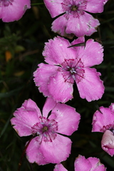 Dianthus alpinus