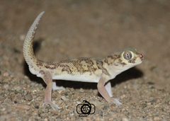Teratoscincus bedriagai