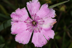 Dianthus alpinus