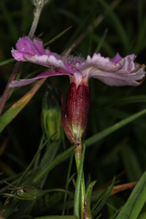 Dianthus alpinus