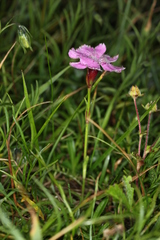 Dianthus alpinus