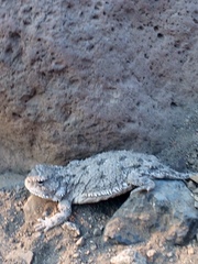 Phrynosoma douglasii