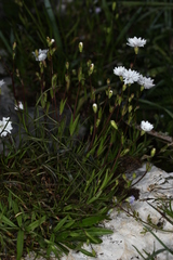 Heliosperma alpestre