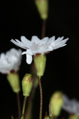 Heliosperma alpestre