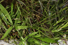 Heliosperma alpestre