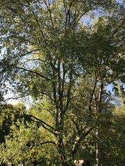 Prunus serotina