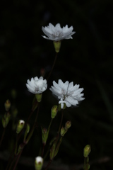 Heliosperma alpestre