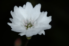 Heliosperma alpestre