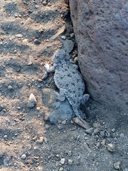 Phrynosoma douglasii
