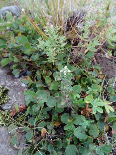 očianka (Euphrasia)