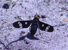 Hyperalonia morio morio