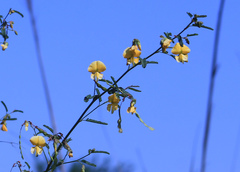 Aeschynomene montevidensis