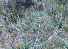 Eryngium ebracteatum