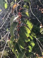 Trema micrantha floridana