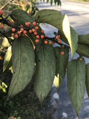 Trema micrantha floridana