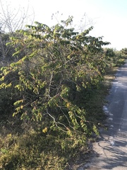 Trema micrantha floridana