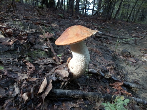 Leccinum leucopodium