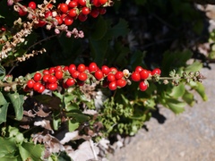 Ercilla spicata