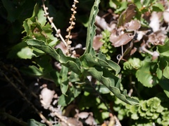 Ercilla spicata