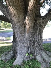 Ginkgo biloba