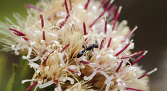 Pseudomyrmex lynceus