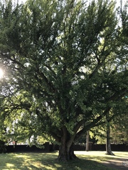 Ginkgo biloba