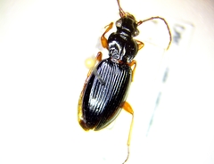 Patrobus longicornis