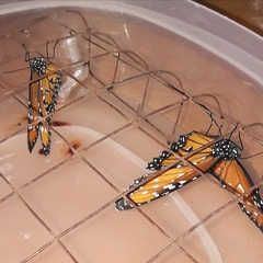 Danaus gilippus gilippus