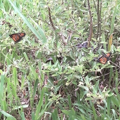Danaus gilippus gilippus