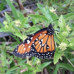 Danaus gilippus gilippus