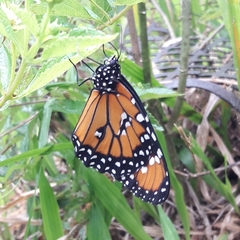 Danaus gilippus gilippus