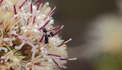 Pseudomyrmex lynceus