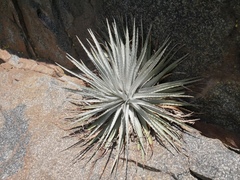 Puya coerulea