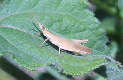 Allotruxalis gracilis