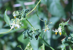 Solanum pilcomayense