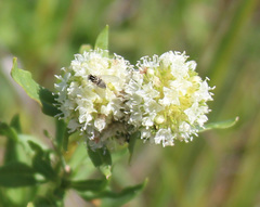 Spermacoce densiflora